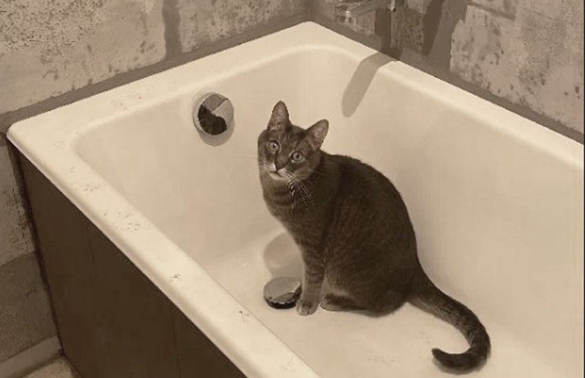 кошка в чугунной ванне